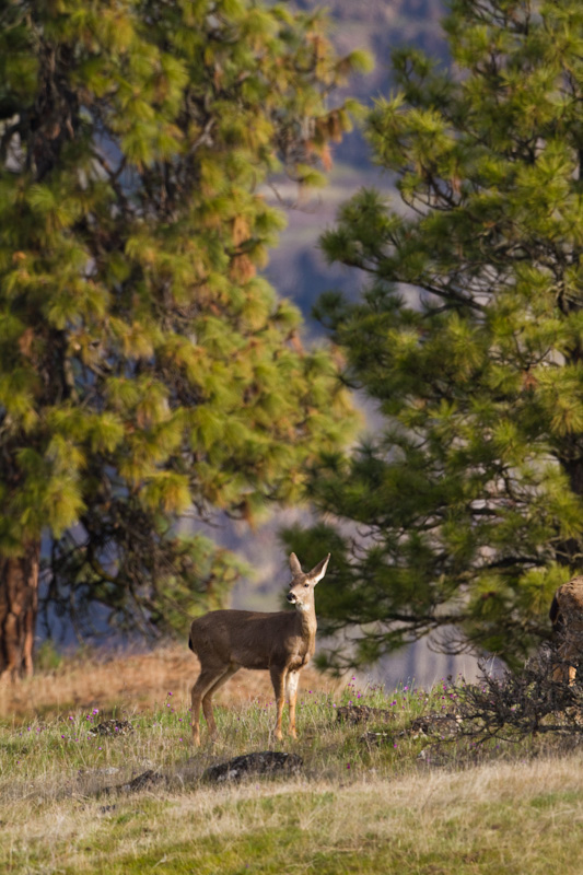 Mule Deer